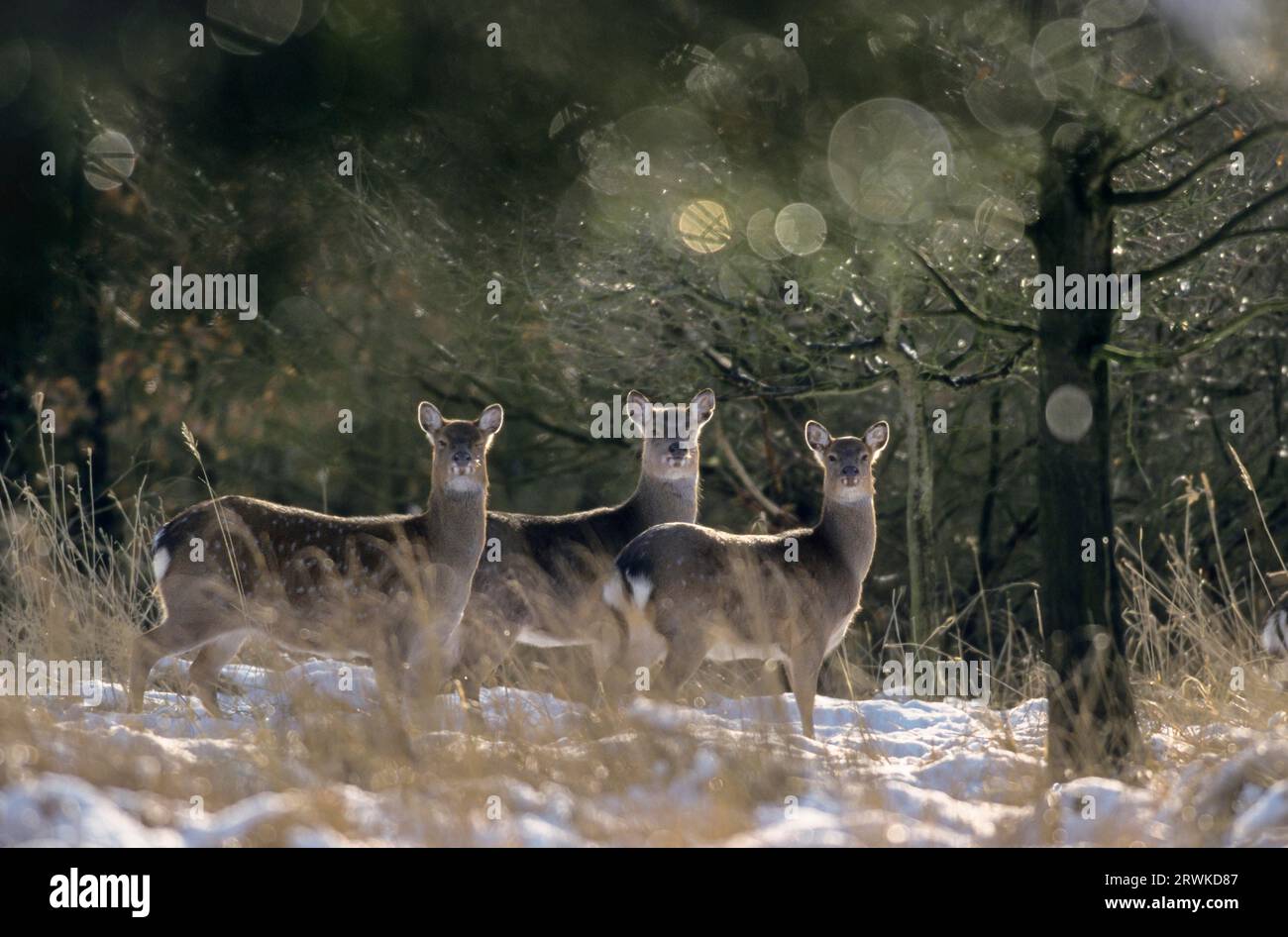 Unterarten: Dybowski-sika-Hirsch (Cervus nippon), Cervus nippon (hortulorum) Stockfoto