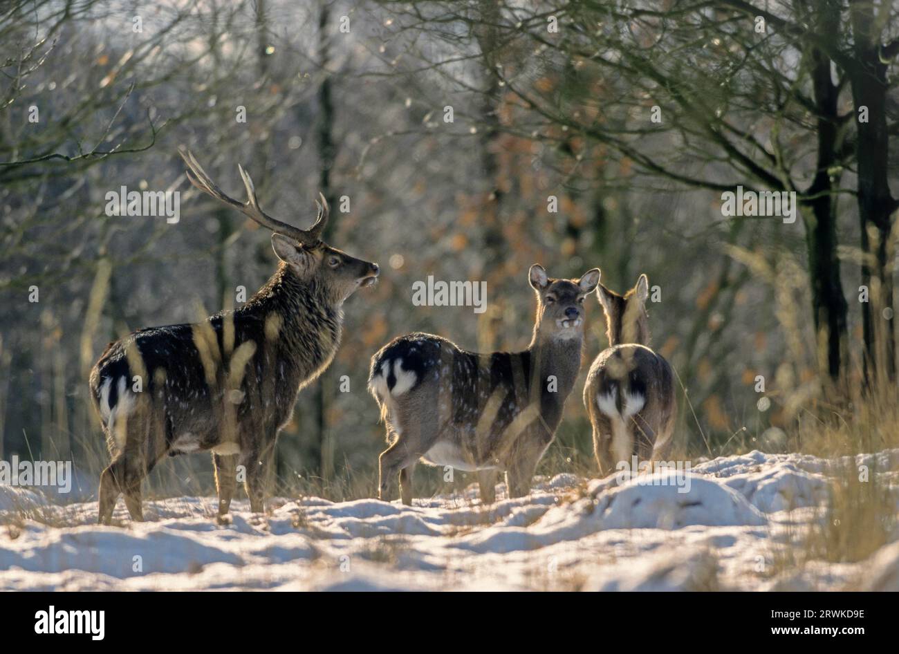 Unterarten: Dybowski Sika, Sika-Hirsch und Hinterhirsch im Winter (Geflecktes Hirsch) (Japanisches Hirsch), Cervus nippon (hortulorum) Stockfoto