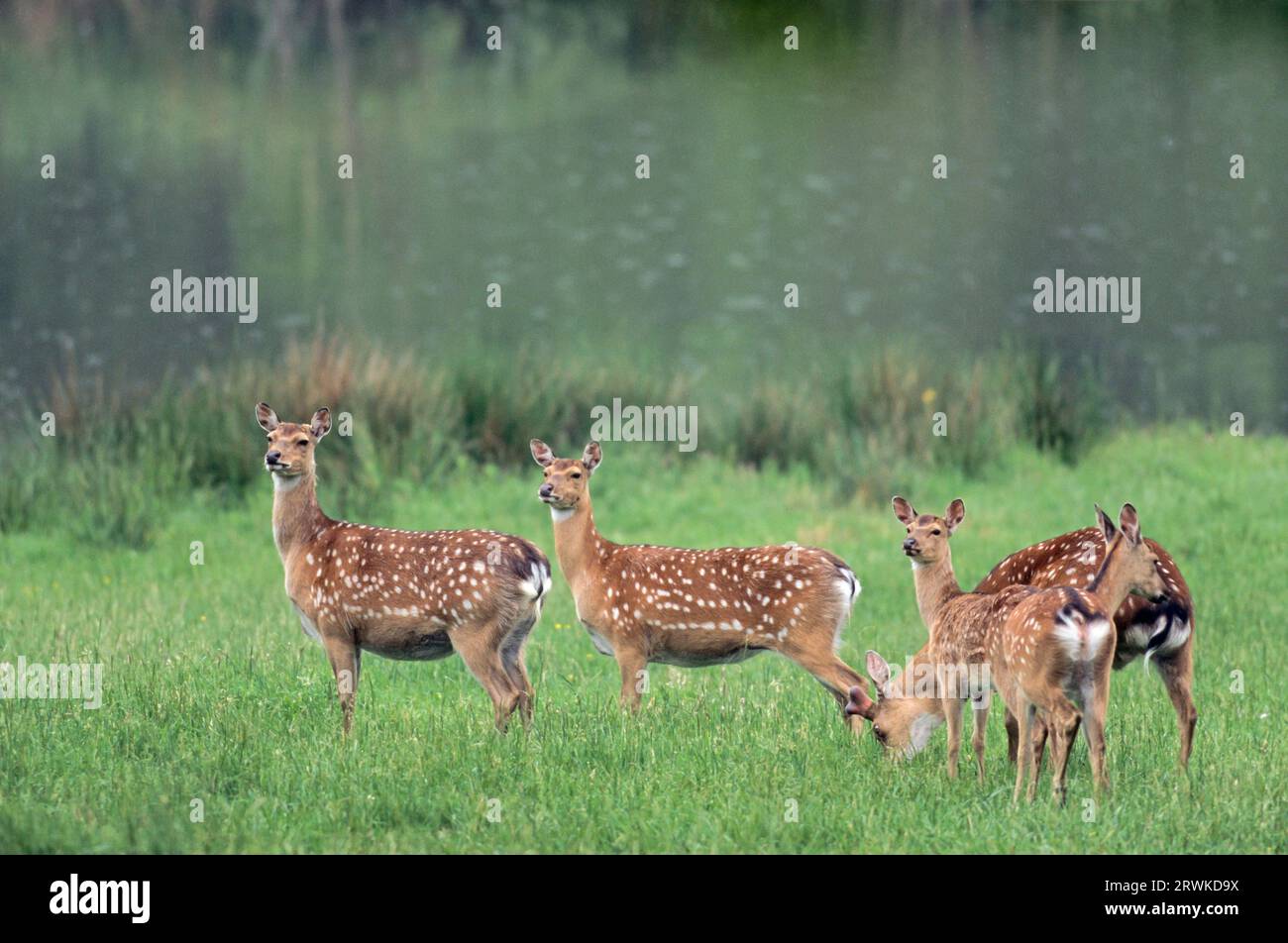 Unterart: Dybowski Sika, Sika-Hirsch mit samtbedecktem Geweih, Hintern und Kalb in Sommerpelage (Speckhirsch) (Japanisches Hirsch), Cervus nippon (h Stockfoto