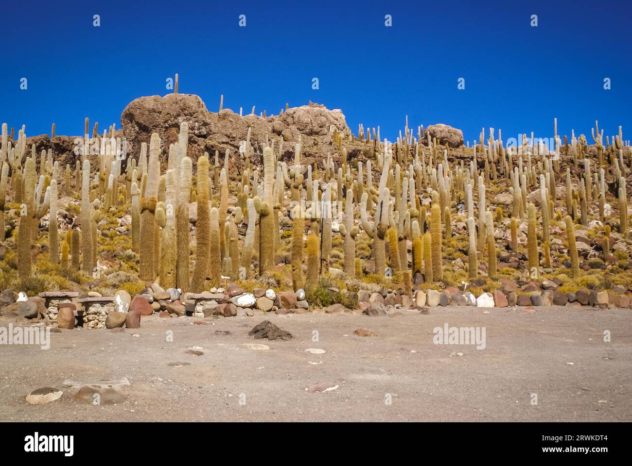 Foto großer Kakteen auf bolivianischem Sandboden Stockfoto