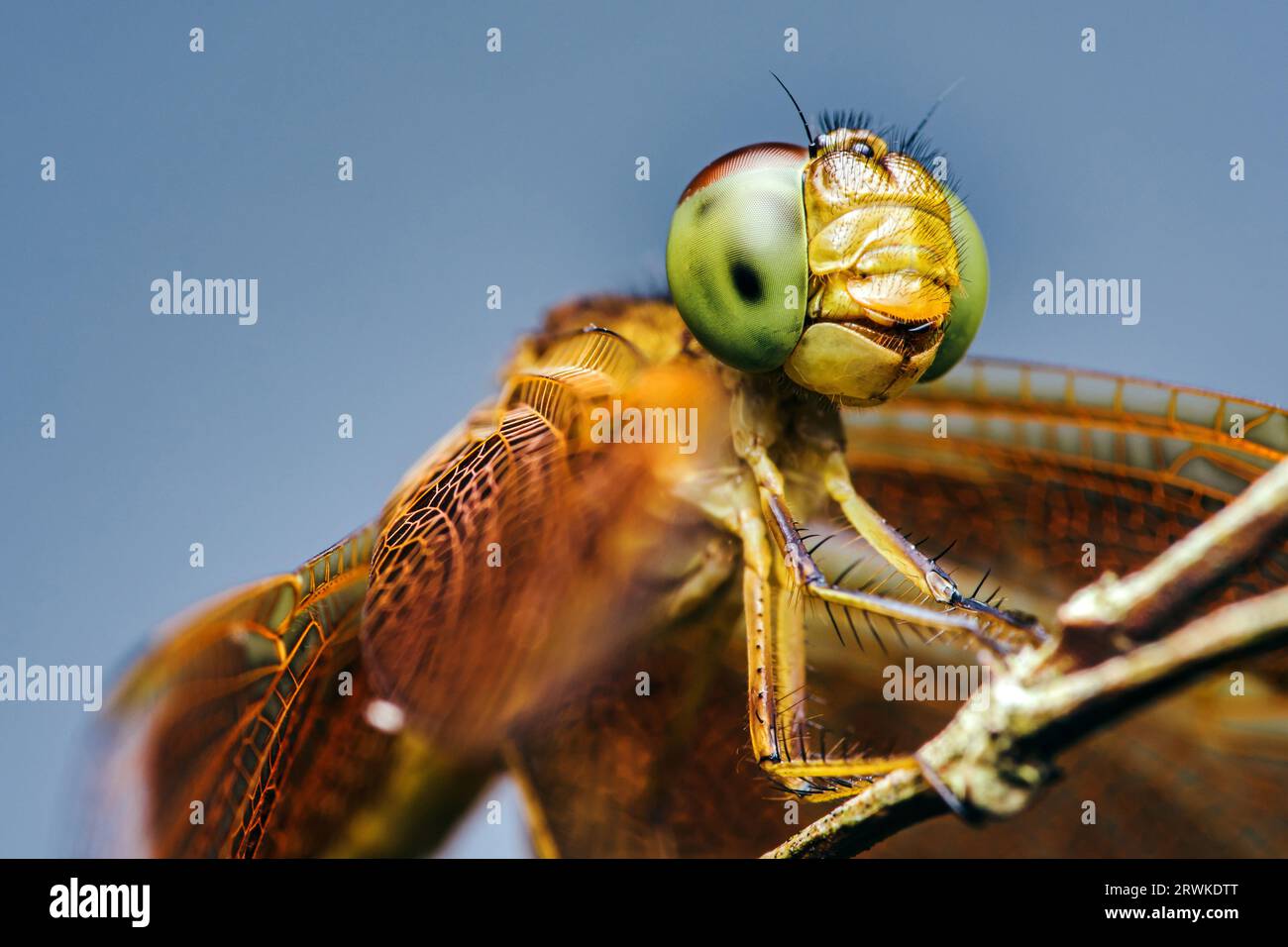 Eine Libelle auf einem Baumzweig und Naturhintergrund, selektiver Fokus, Insektenmakro, buntes Insekt in Thailand. Stockfoto
