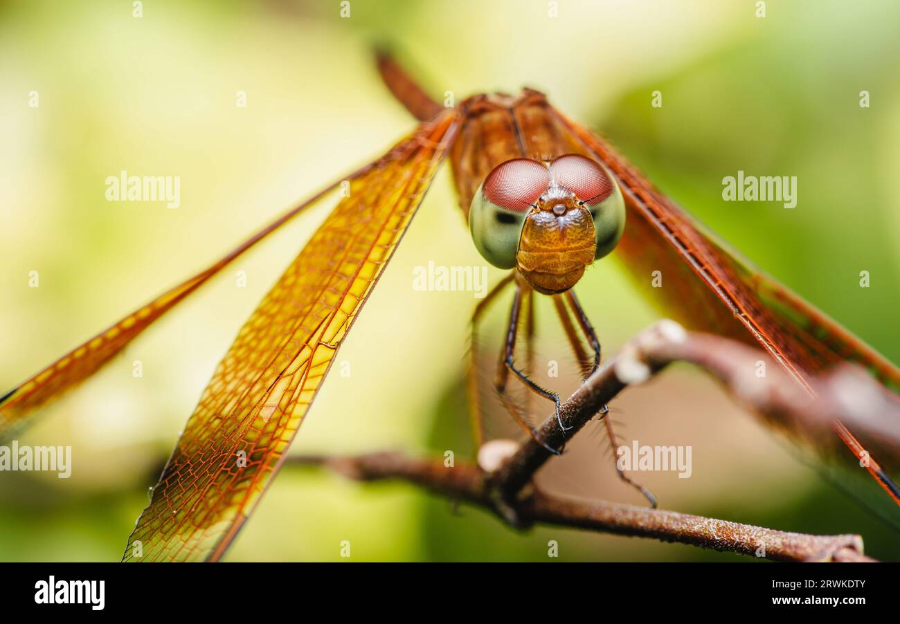 Eine Libelle auf einem Baumzweig und Naturhintergrund, selektiver Fokus, Insektenmakro, buntes Insekt in Thailand. Stockfoto
