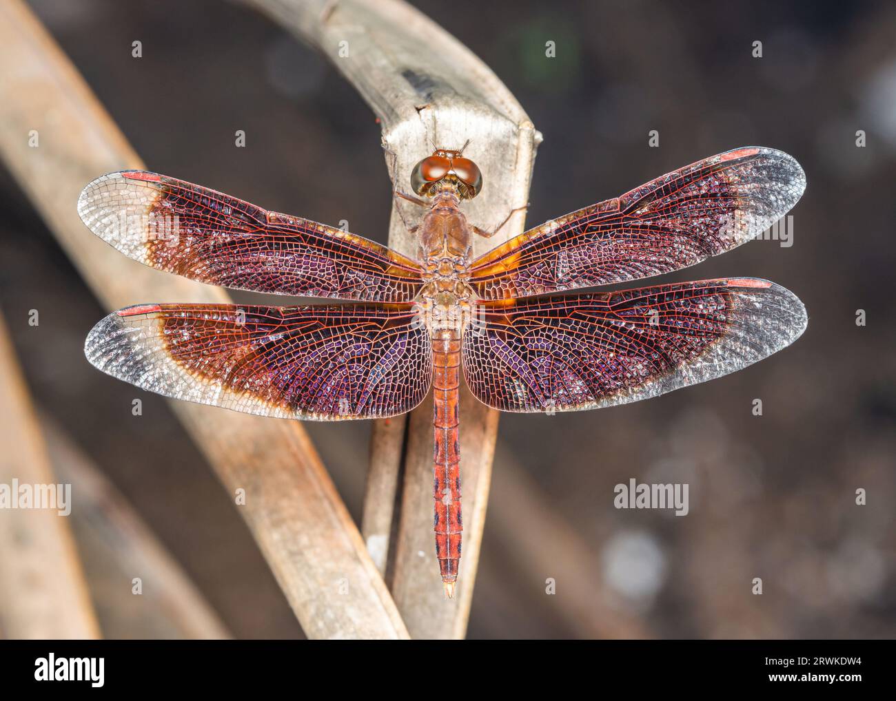 Eine Libelle auf einem Baumzweig und Naturhintergrund, selektiver Fokus, Insektenmakro, buntes Insekt in Thailand. Stockfoto