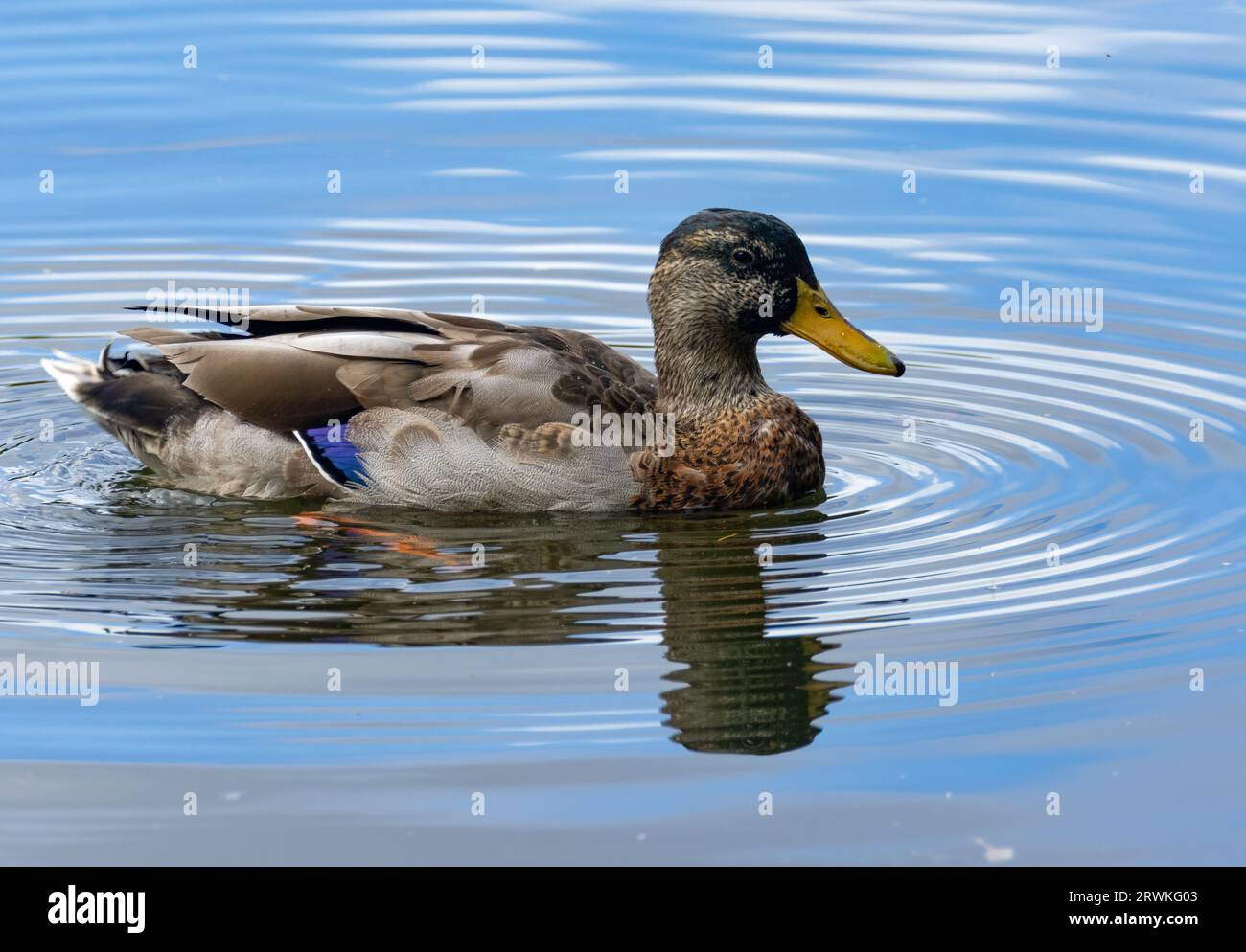 Wunderschöne Seite auf der Nahaufnahme einer Ente, die in einem Teich mit wunderschönen natürlichen Wasserreflexionen schwimmt Stockfoto