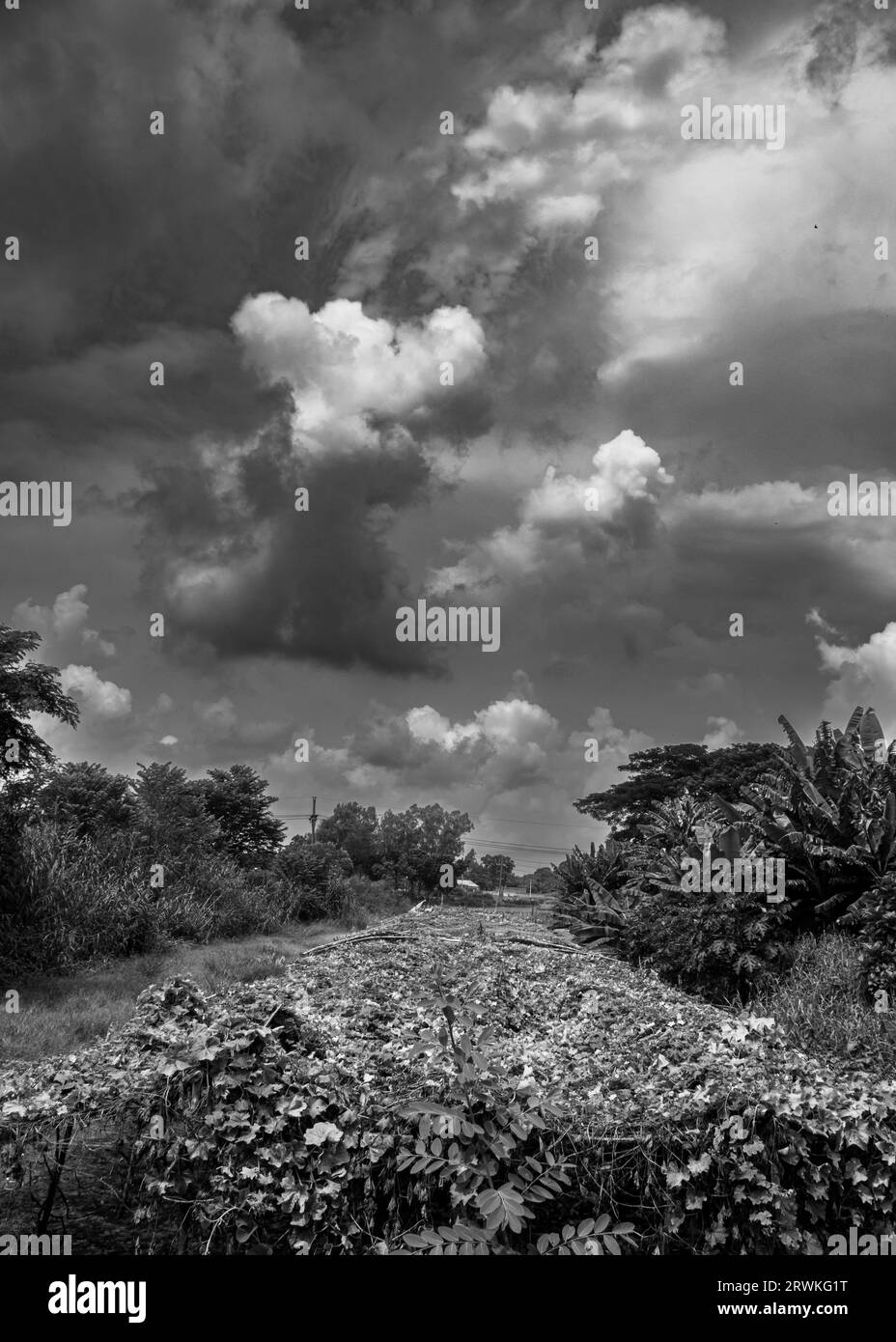 Landwirtschaftsfeldfoto unter dem bewölkten Himmel von Ruhitpur, Bangladesch, Foto aufgenommen am 6. September 2022 Stockfoto