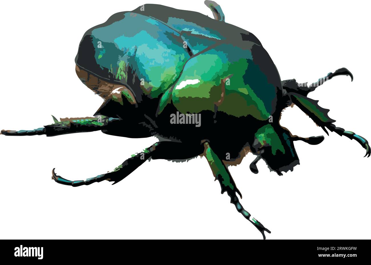 Cetonia aurata, auch grüner Rosenscheuerkäfer genannt, ist ein Käfer, der ein metallisches Grün in struktureller Farbe und ein ausgeprägtes V-förmiges Scutellum aufweist. Vektorillu Stock Vektor
