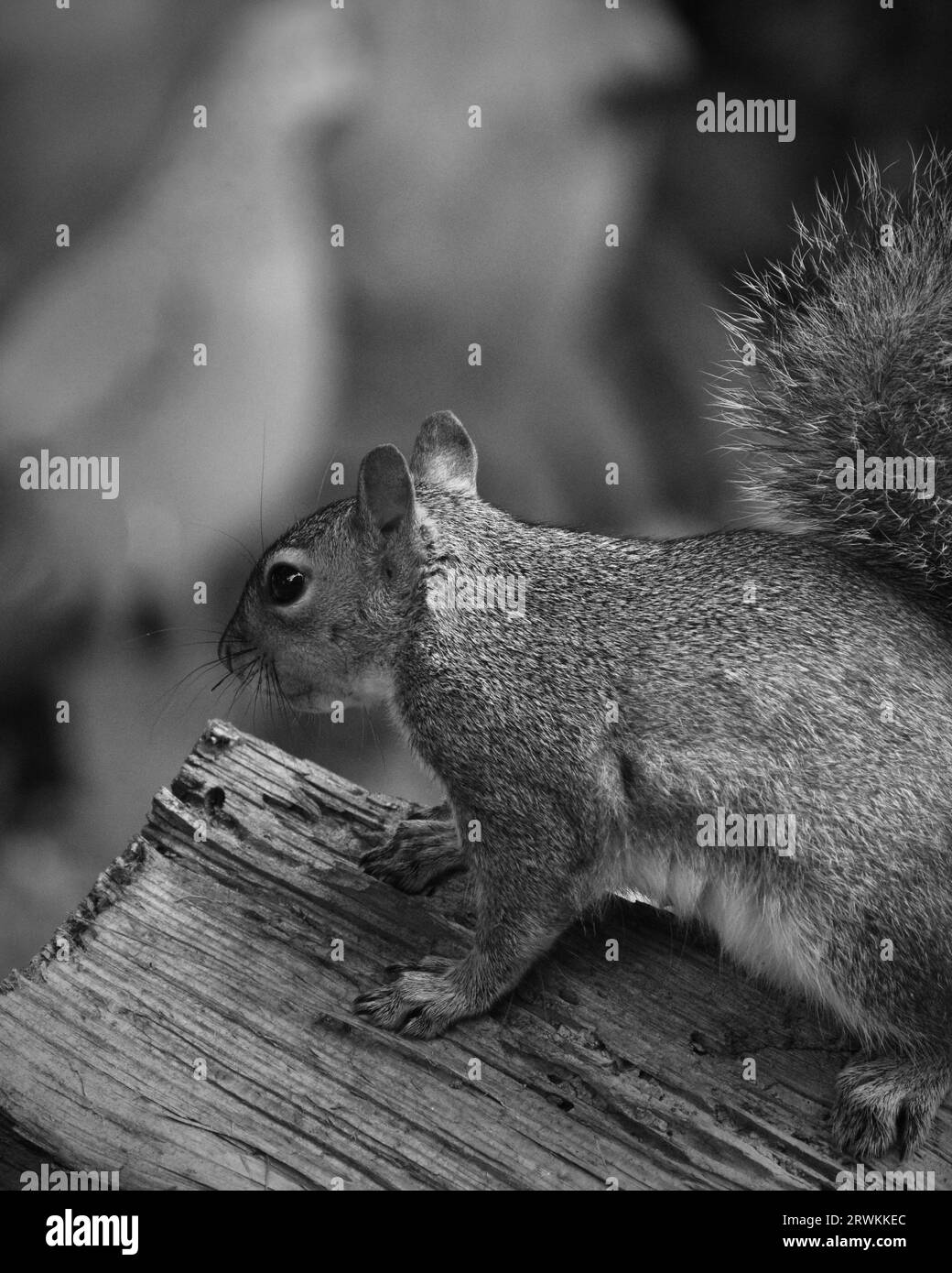 Östliches graues Eichhörnchen auf Log Nahaufnahme Stockfoto