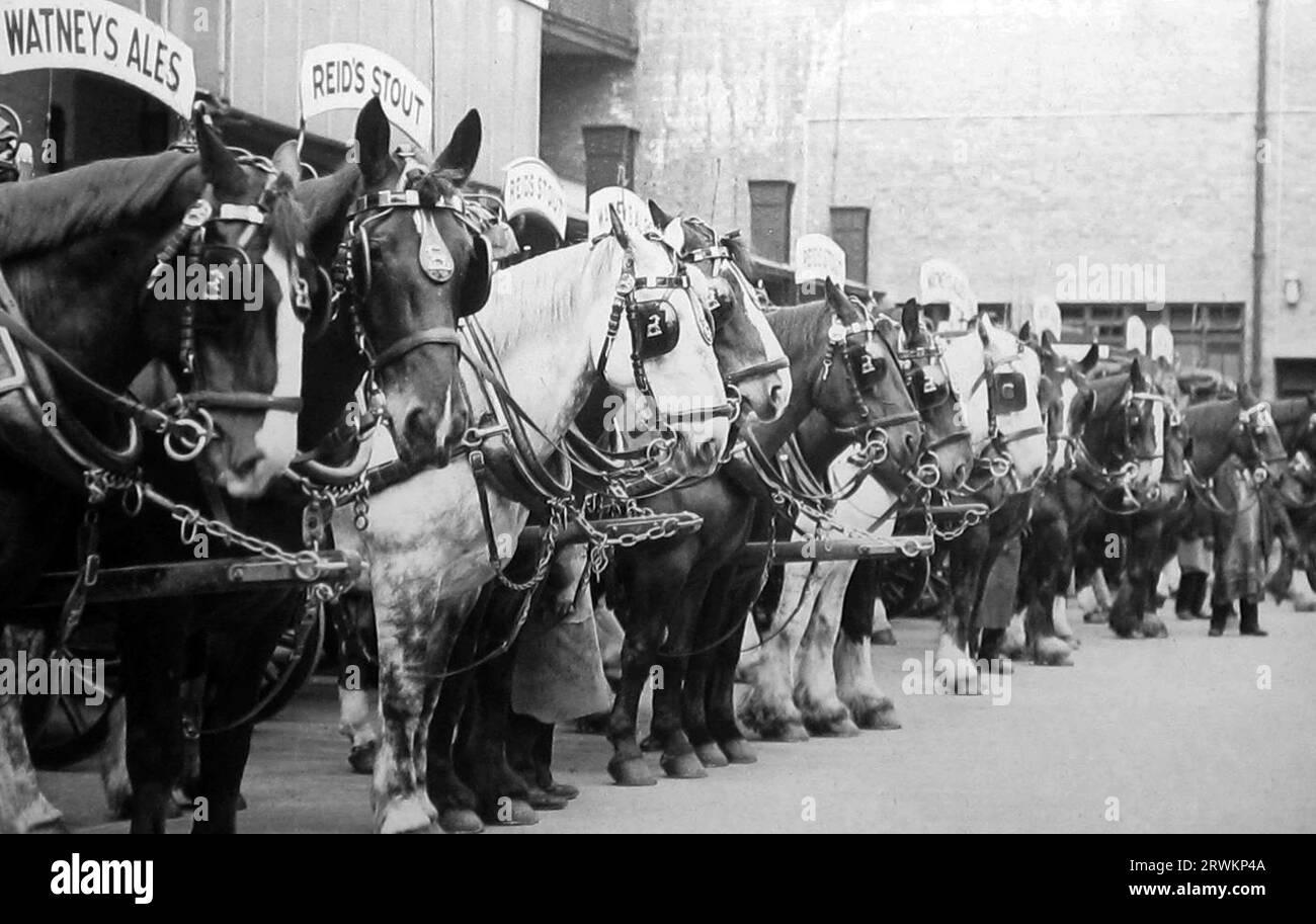 Dray Horses, Watney's Brewery, Anfang der 1900er Jahre Stockfoto