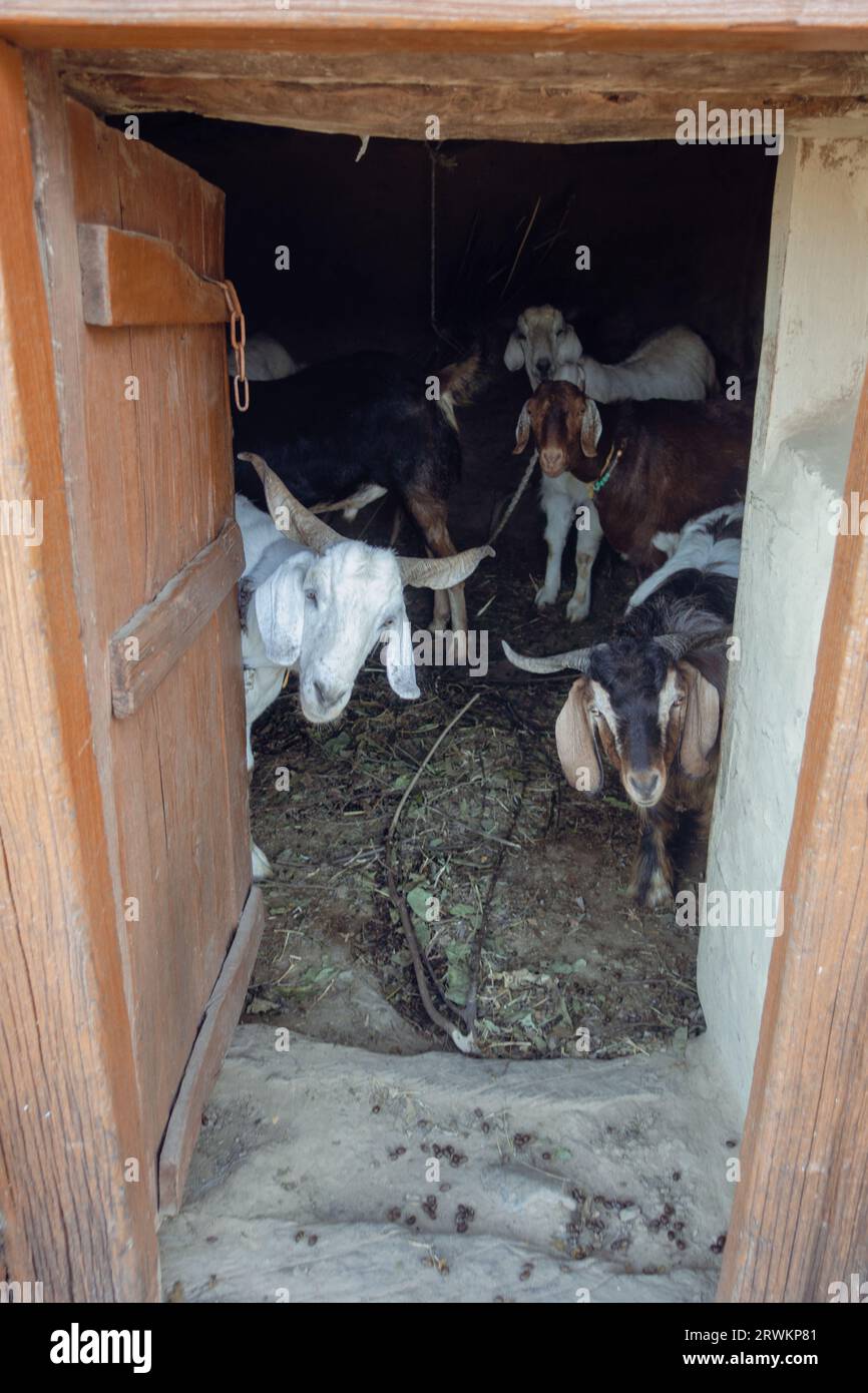 Himalaya-Ziegen blicken aus ihrem Tierheim in Uttarakhand, Indien Stockfoto
