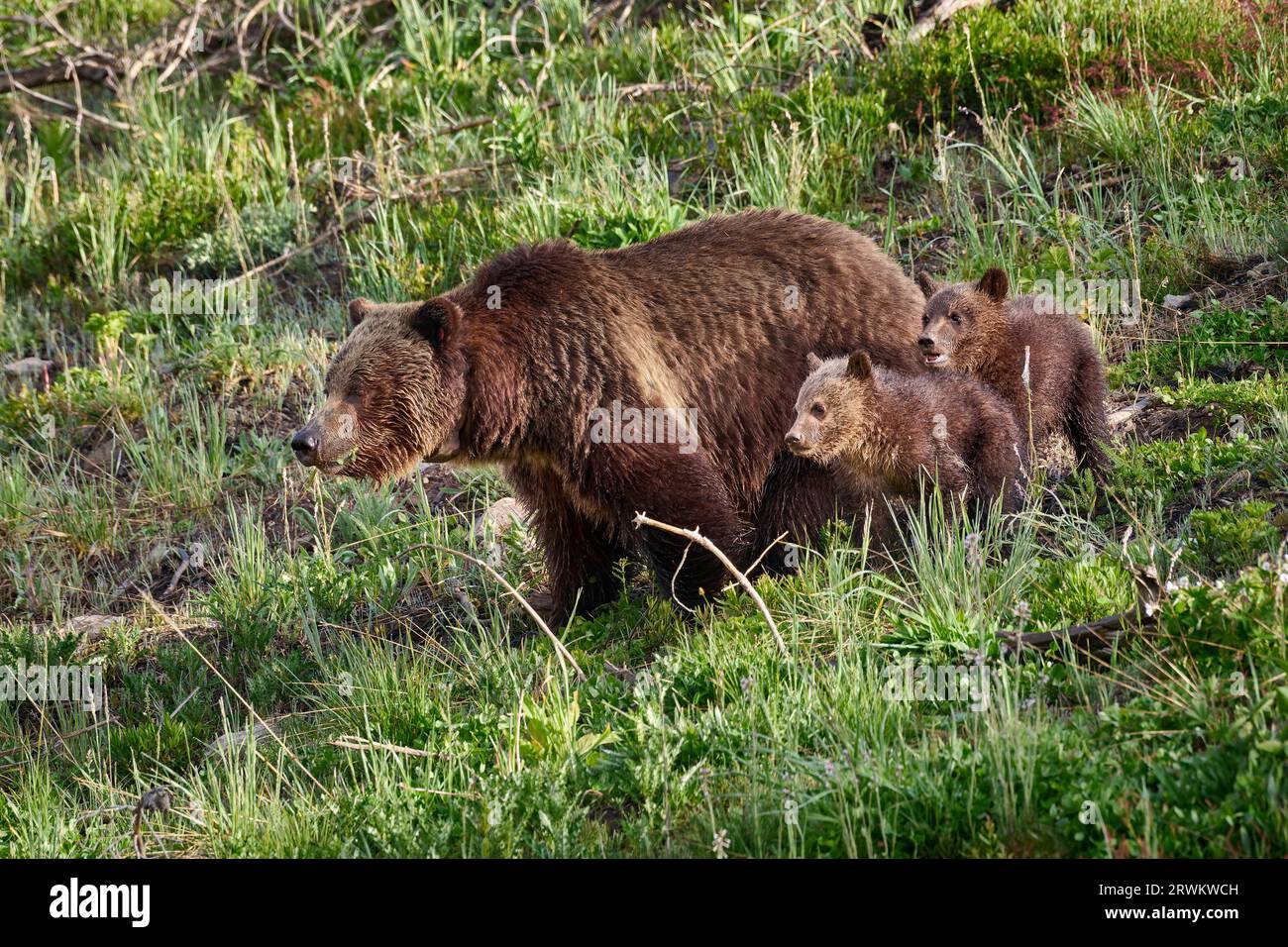 Grizzlybärensau mit Jungen, Ursus arctos horribilis, Yellowstone National Park, Wyoming, Vereinigte Staaten von Amerika Stockfoto