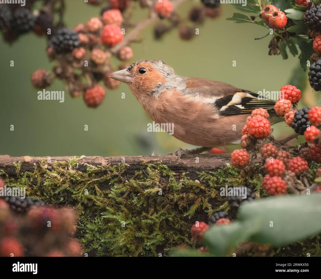 Ein Korb inmitten der wunderschönen Beerenkulisse SUFFOLK, ENGLAND HERBSTLICHE BILDER von britischen Vögeln, die sich in einem Wald aus B schlürfen Stockfoto