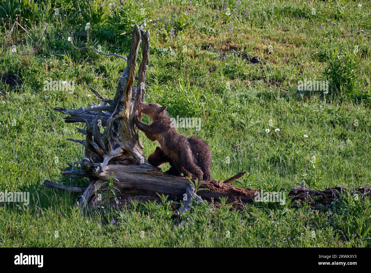 Grizzlybärenjungen, Ursus arctos horribilis, Yellowstone National Park, Wyoming, Vereinigte Staaten von Amerika Stockfoto