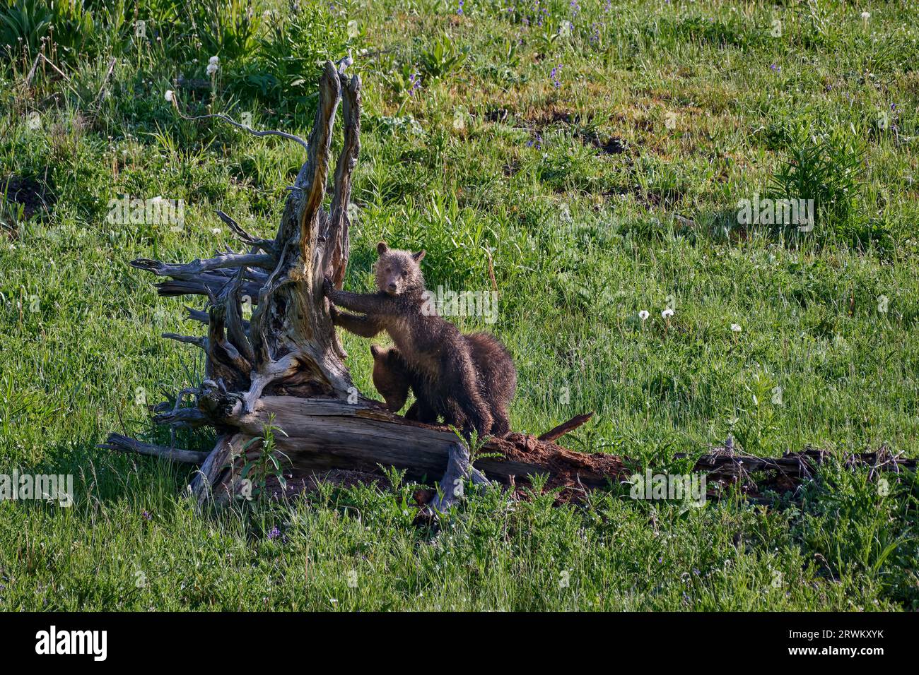 Grizzlybärenjungen, Ursus arctos horribilis, Yellowstone National Park, Wyoming, Vereinigte Staaten von Amerika Stockfoto