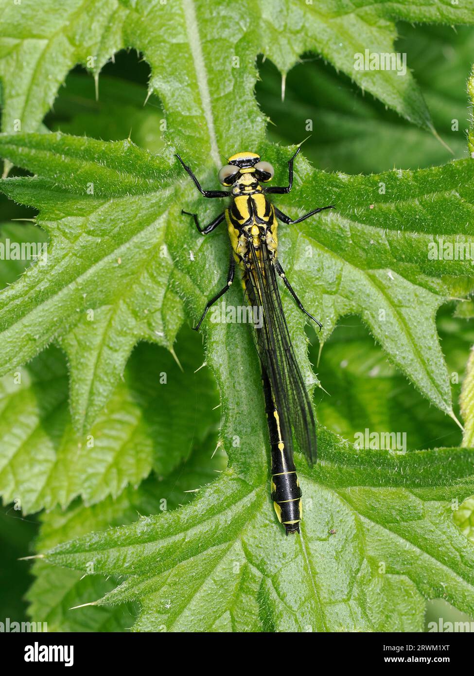 Gomphus vulgatissimus (Gomphus vulgatissimus), neu aufgetauchte Teneral mit über dem Bauch gefalteten Flügeln, Herefordshire, England, Mai Stockfoto