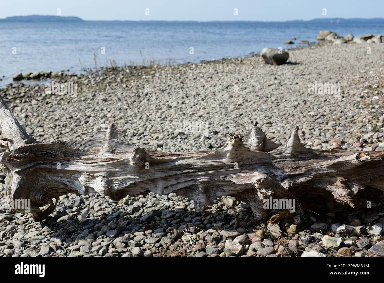 Kiefer-Treibholz, ohne Rinde, dekorativ vor einer Klippenwand, an einem Sandstrand in der Bodden-Landschaft positioniert. Stockfoto
