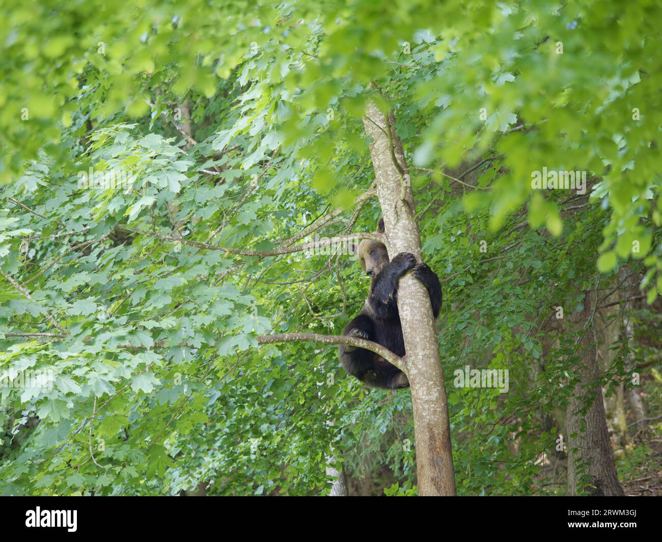Europäischer Braunbär – Besteigung eines Baumes Ursus arctos arctos Carpathian Mountains, Rumänien MA004191 Stockfoto
