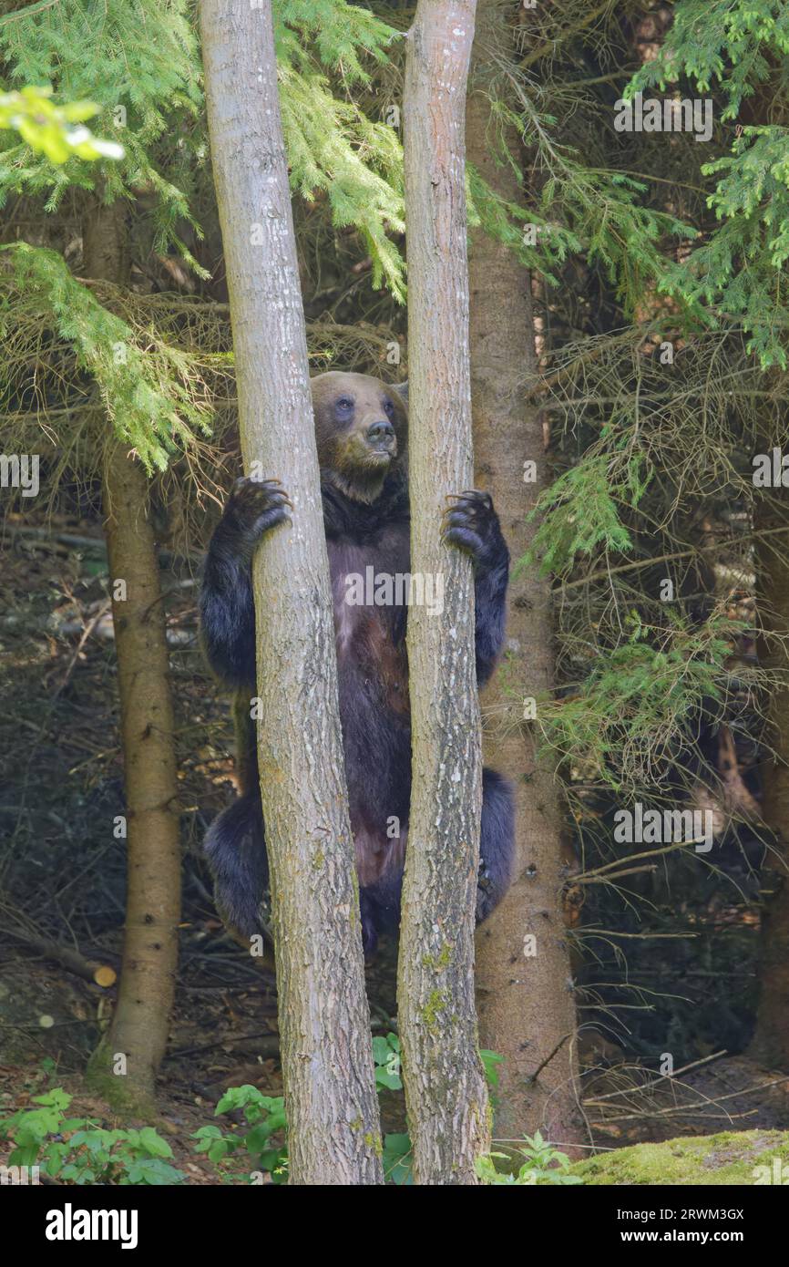 Europäischer Braunbär – Besteigung eines Baumes Ursus arctos arctos Carpathian Mountains, Rumänien MA004192 Stockfoto