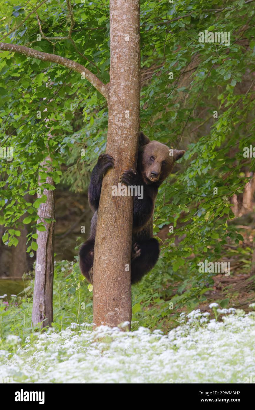 Europäischer Braunbär – Besteigung eines Baumes Ursus arctos arctos Carpathian Mountains, Rumänien MA004193 Stockfoto