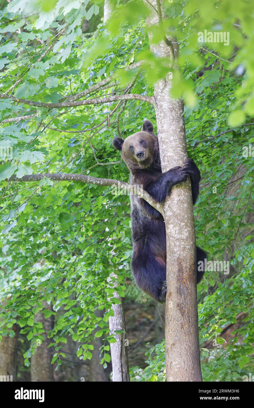Europäischer Braunbär – Besteigung eines Baumes Ursus arctos arctos Carpathian Mountains, Rumänien MA004195 Stockfoto