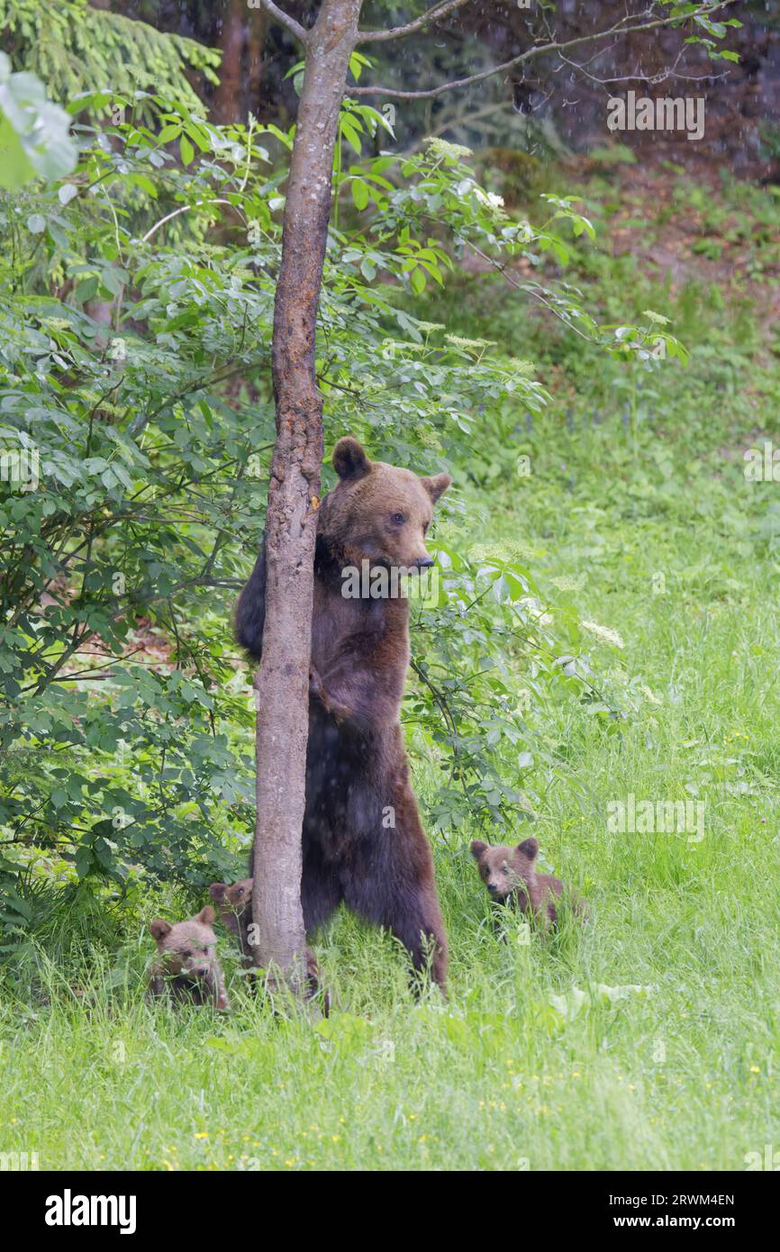Europäischer Braunbär - Mama mit jungen Jungen Ursus arctos arctos Carpathian Mountains, Rumänien MA004381 Stockfoto