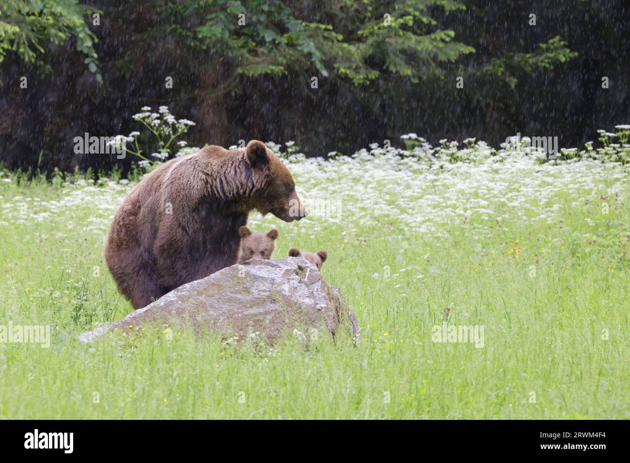 Europäischer Braunbär - Mama mit jungen Jungen Ursus arctos arctos Carpathian Mountains, Rumänien MA004384 Stockfoto