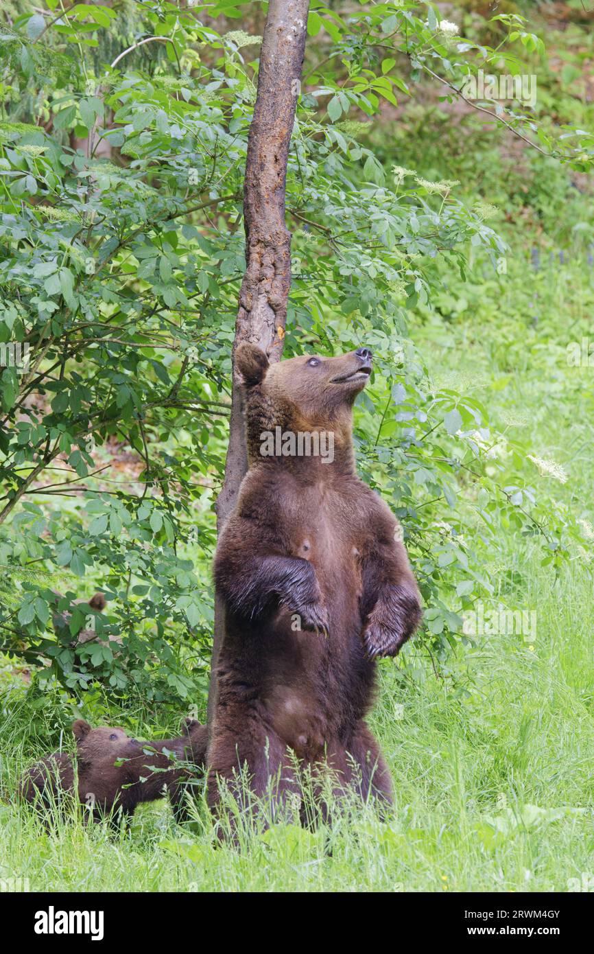 Europäischer Braunbär - Mama mit jungen Jungen Ursus arctos arctos Carpathian Mountains, Rumänien MA004391 Stockfoto