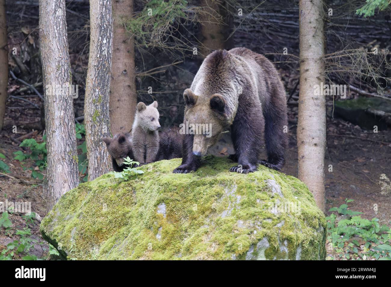 Europäischer Braunbär - Mama mit jungen Jungen Ursus arctos arctos Carpathian Mountains, Rumänien MA004405 Stockfoto