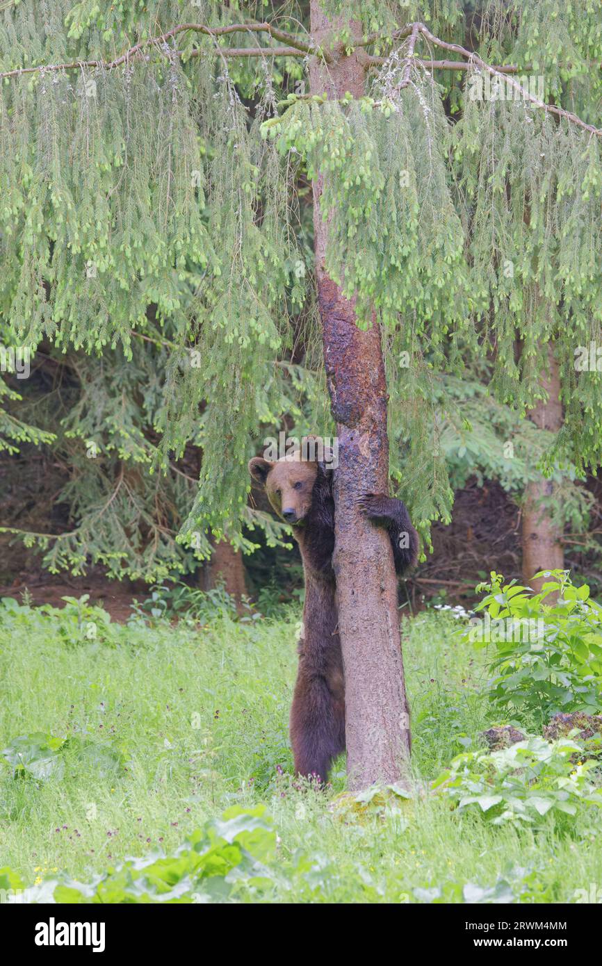 Europäischer Braunbär - Mutterbär aufrecht Ursus arctos arctos Carpathian Mountains, Rumänien MA004421 Stockfoto