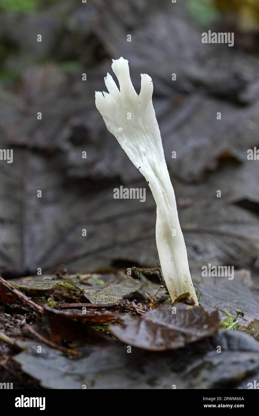 Wrinked Club fungi (Clavulina rugosa), Teesdale, County Durham, Vereinigtes Königreich Stockfoto
