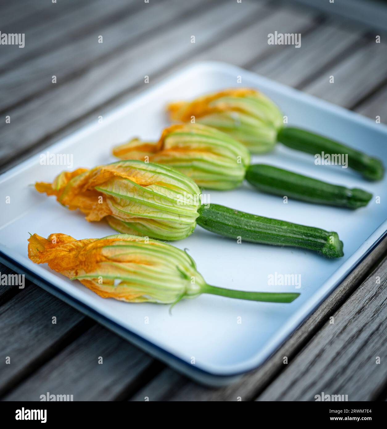 Vier Zucchini-Blüten sind zart auf einem weißen Teller angeordnet. Die leuchtend orangefarbenen und hellgrünen Blüten übergehen anmutig in grüne Stängel, Sch Stockfoto