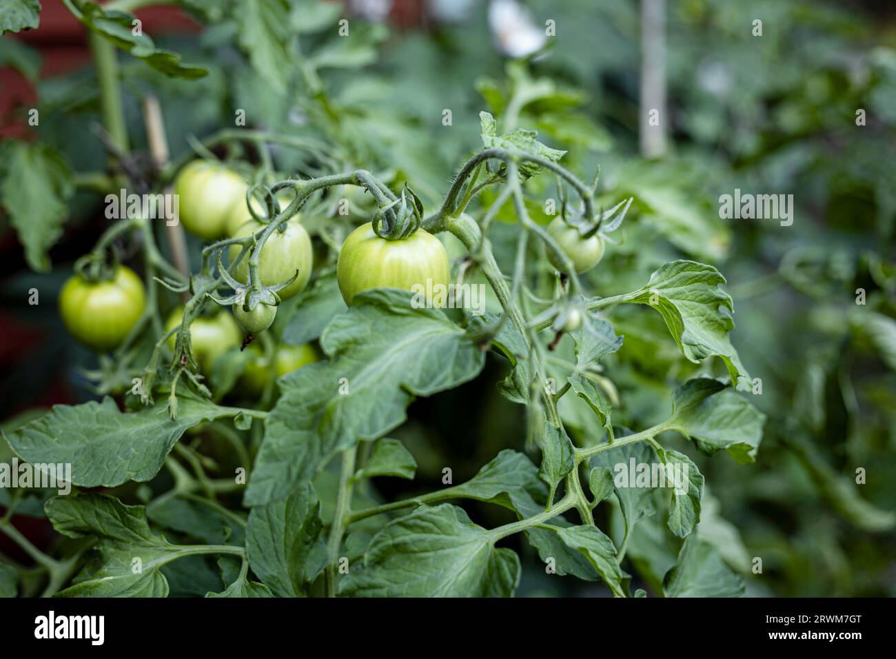 Der obere Teil einer Tomatenpflanze in einer Umgebung im Freien, die in sanftes Licht getaucht wird. Grüne Tomaten wachsen auf der Pflanze und zeigen die Vielfalt Stockfoto