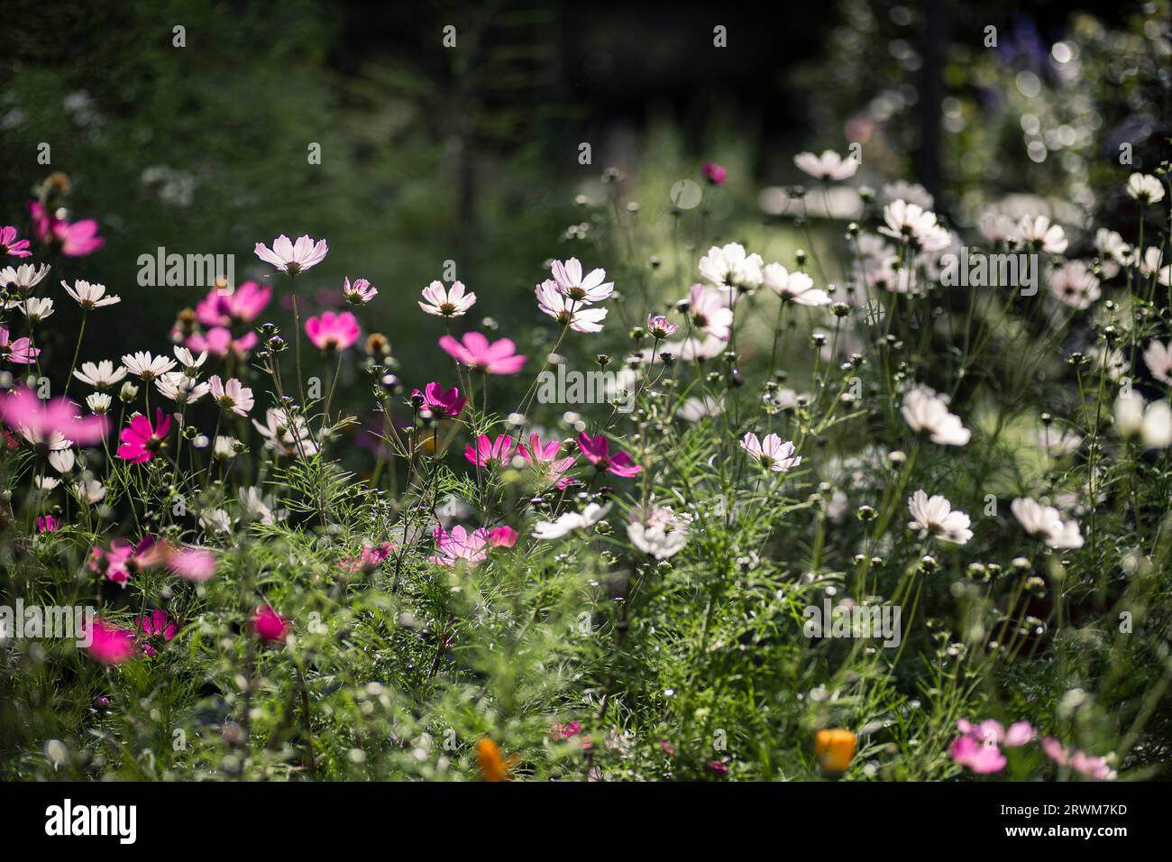 Die exquisite Schönheit der Sommerblumen in weiß-, Hellrosa- und Rosatönen, die frei in einem schwedischen Garten wachsen. Die Blüten sind hinterleuchtet, Kreatin Stockfoto