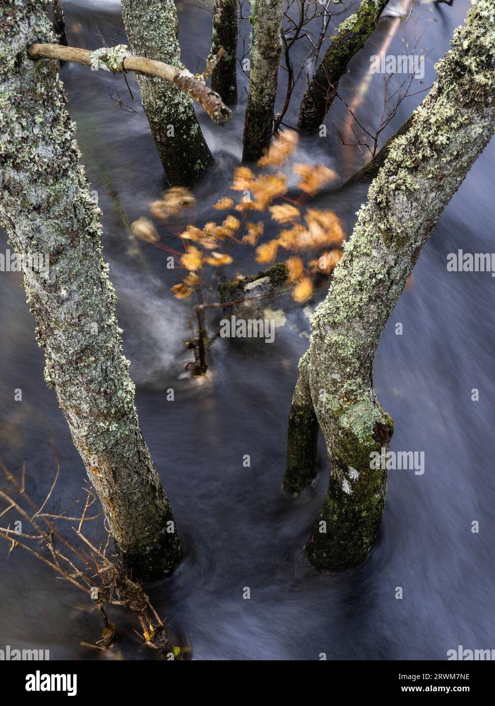 Hochwasser des Flusses Tummel an der Tummel Bridge, Highland Perthshire, Schottland, Vereinigtes Königreich Stockfoto