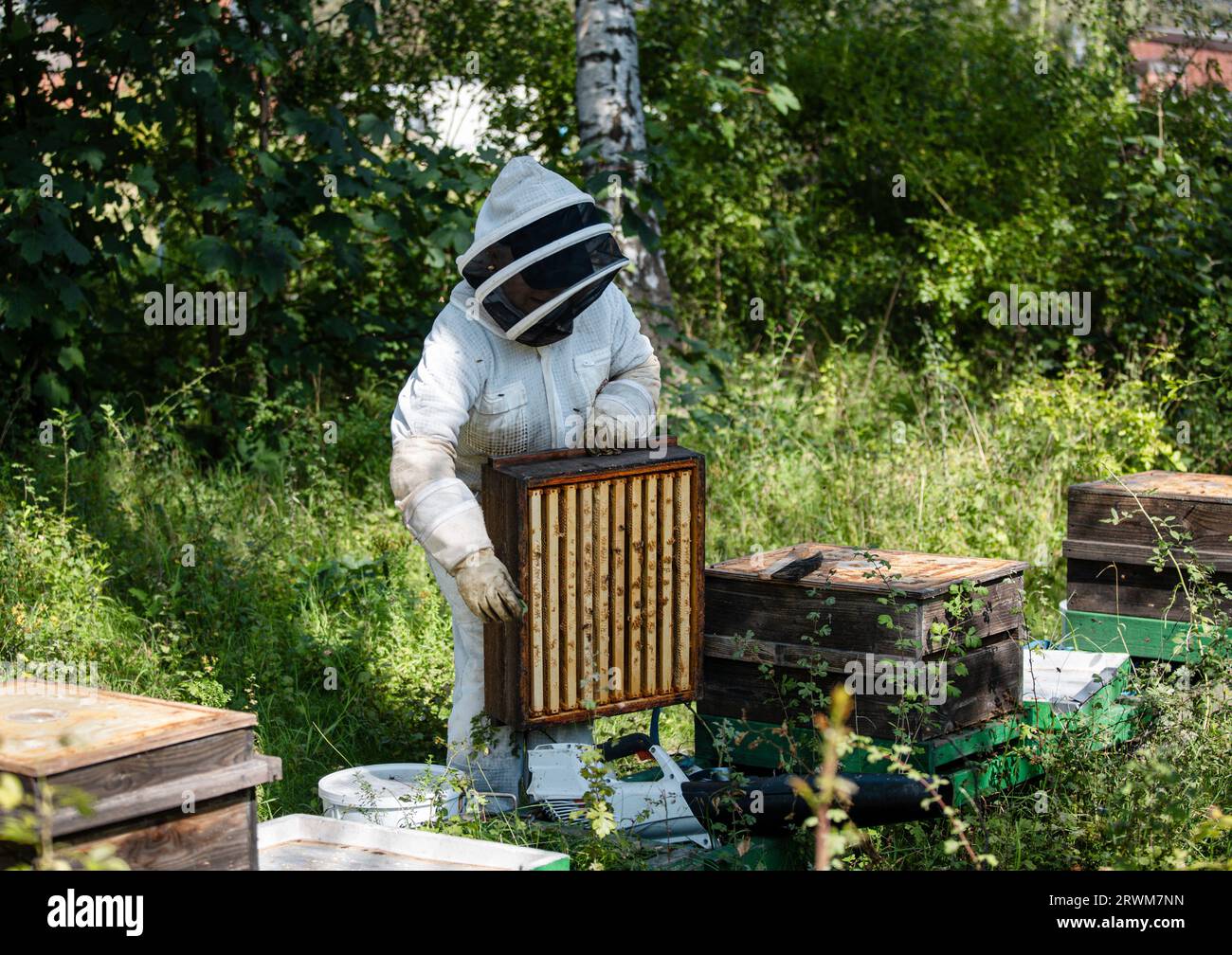 Ein Imker in Schutzkleidung, der in einer üppigen Umgebung, umgeben von grünen Büschen und Bäumen, ihre Bienenstöcke pflegt. Die Szene zeigt den Ser Stockfoto