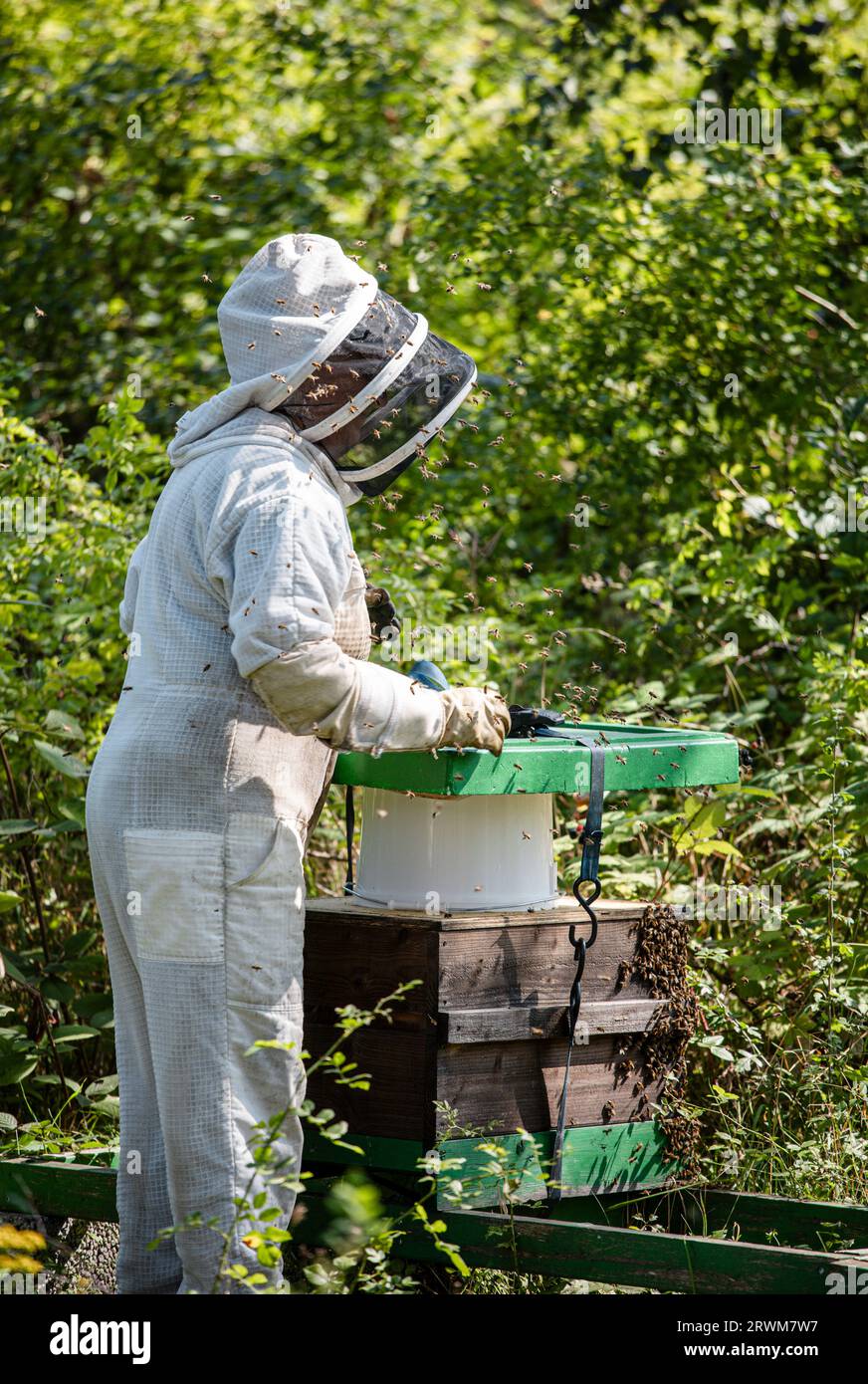 Ein Imker in Schutzkleidung, der in einer üppigen Umgebung, umgeben von grünen Büschen und Bäumen, ihre Bienenstöcke pflegt. Die Szene zeigt den Ser Stockfoto