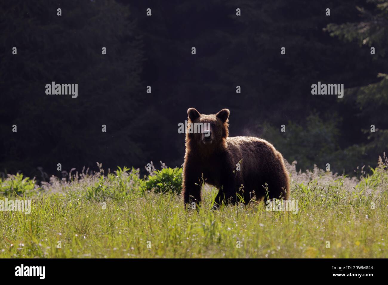 Europäischer Braunbär - Frühmorgendliches Hintergrundlicht Ursus arctos arctos Carpathian Mountains, Rumänien MA004513 Stockfoto