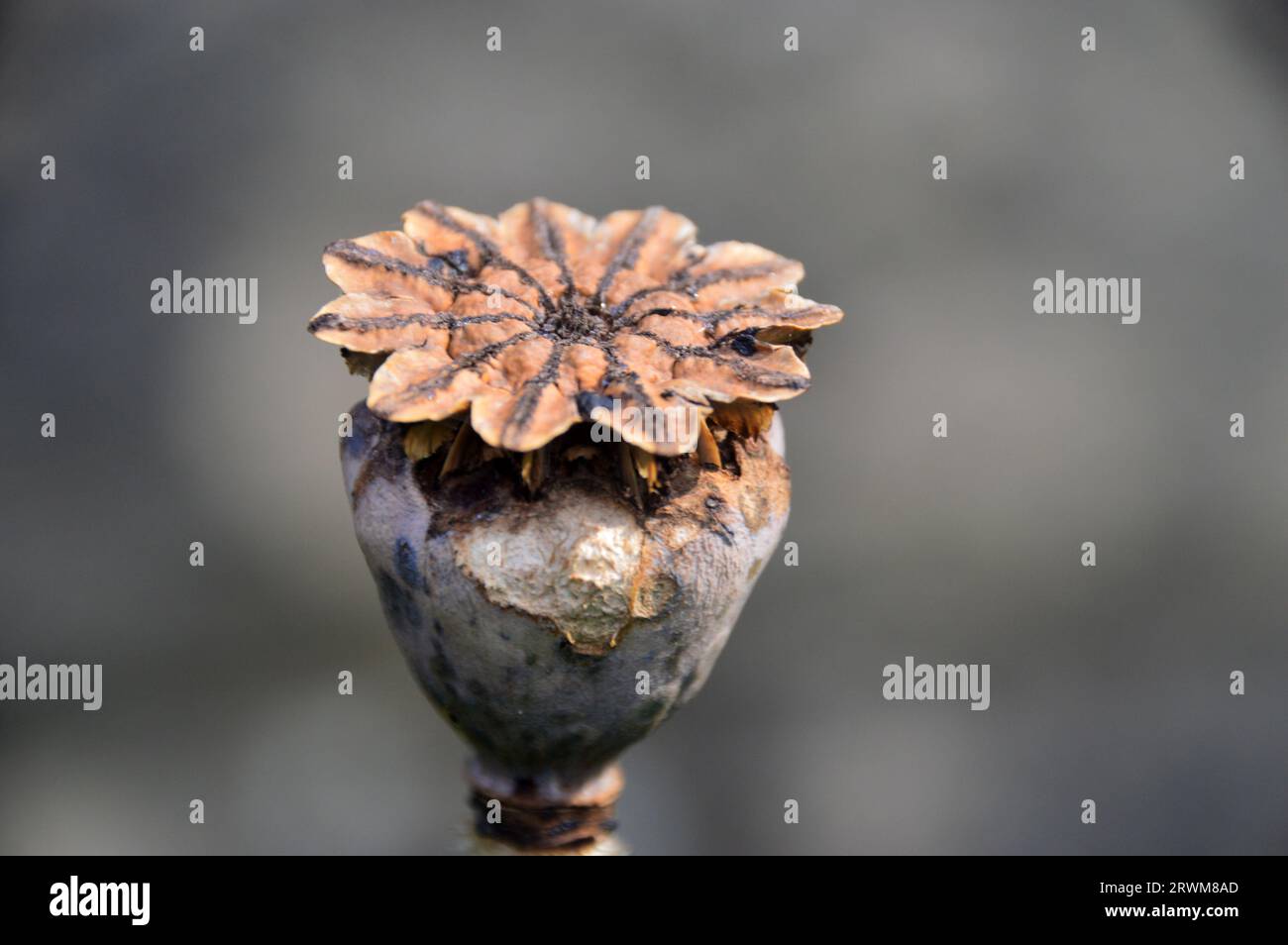 Single Large Brown Oriental Poppy (Papaver Orientale) Seed Head, das in einem englischen Cottage Garden in Lancashire, England, Großbritannien angebaut wird Stockfoto