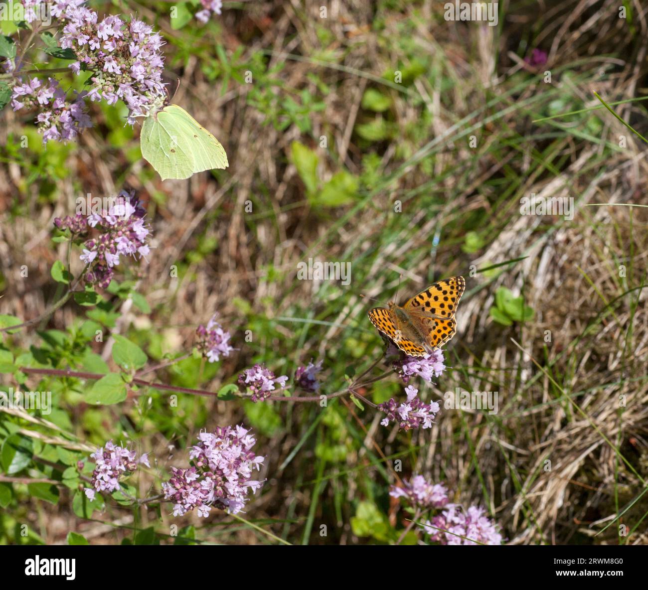 GENOPTERYX RHAMNI der gemeine Brimstone-Schmetterling und ein Langflügel im Garten suchen nach Nektar Stockfoto