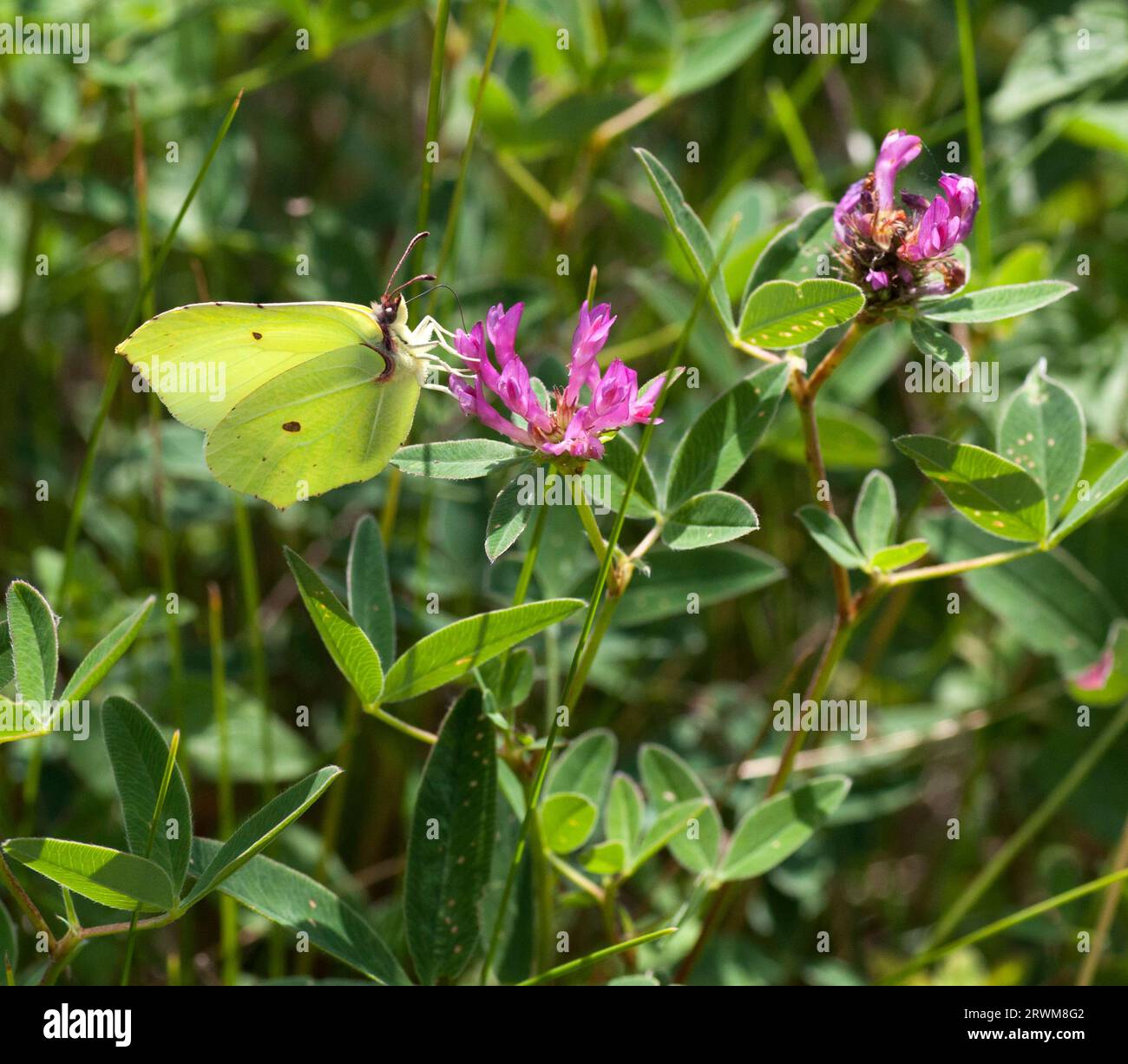 GENOPTERYX RHAMNI der gewöhnliche Brimstone-Schmetterling Stockfoto
