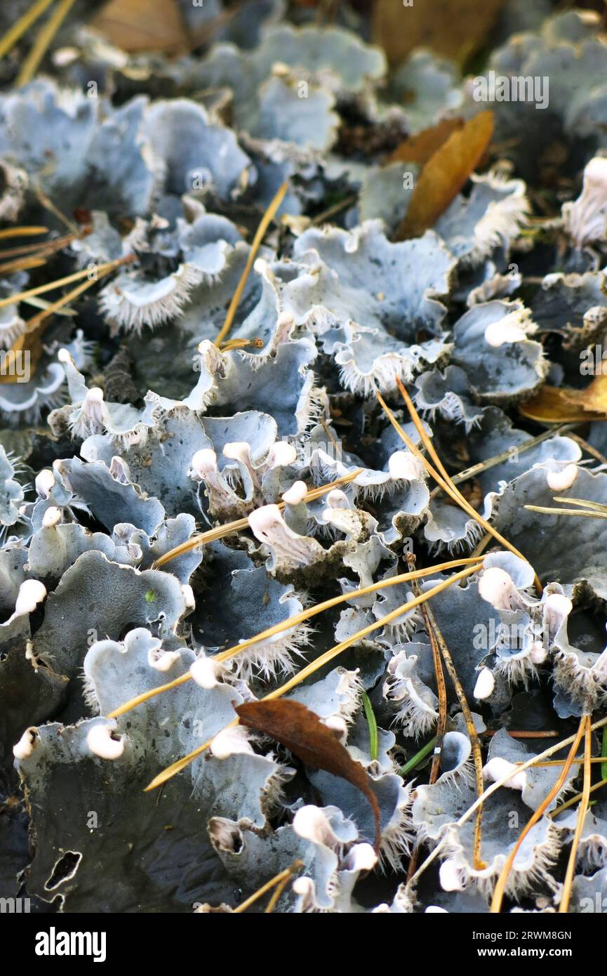 PELTIGERA ist eine Flechte aus der Familie der Peltigeraceae Stockfoto