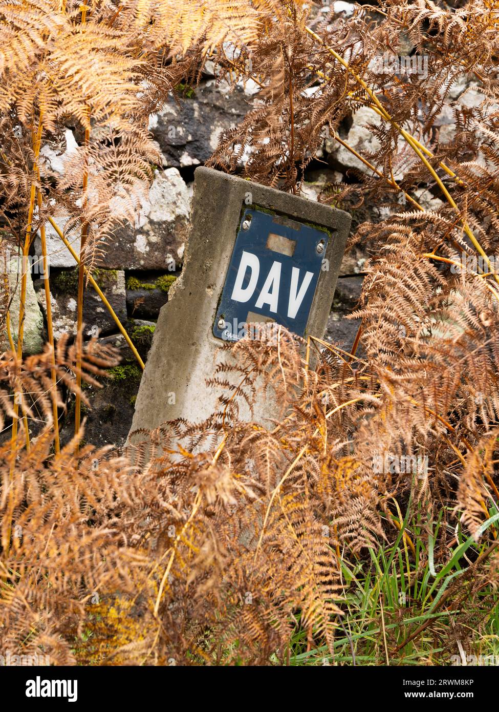Woodland Detail, Grampian Region, Schottland, Großbritannien Stockfoto