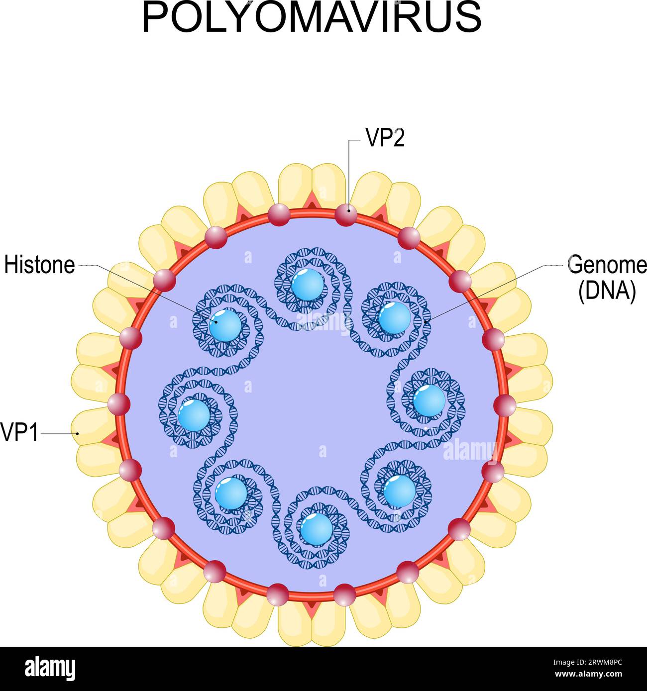 Polyomavirus. Anatomie des Virions. Virusinfektion. Struktur und Genom des nicht umhüllten Doppelstrang-DNA-Virus mit zirkulärem Genom. Das Virus, das cau Stock Vektor