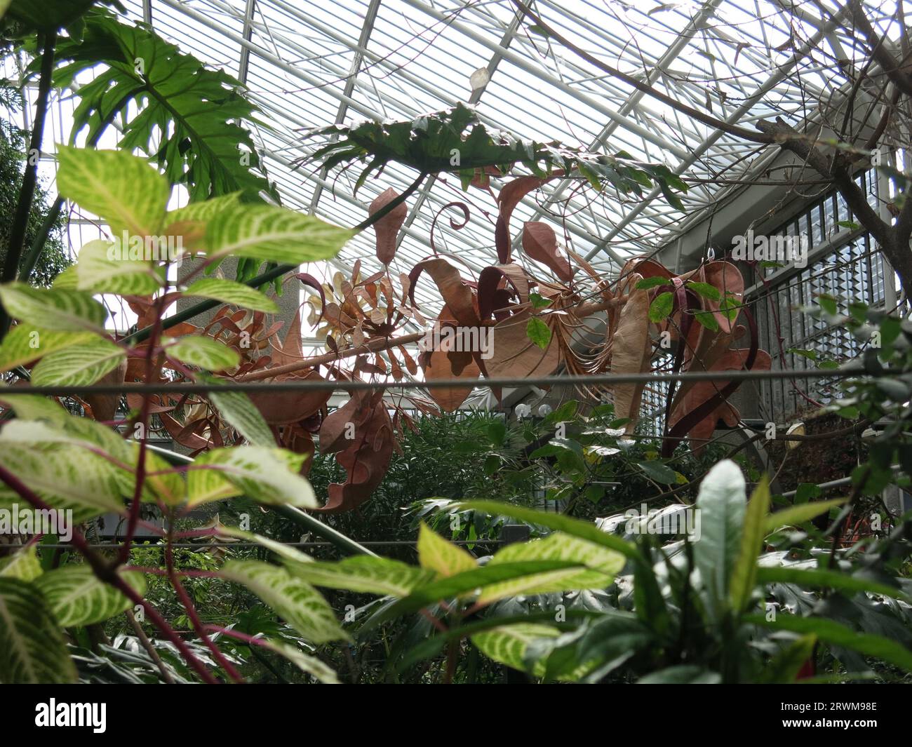 Riesige, hängende, lachsfarbene Blüten von Angel's Trompete sind ein eindrucksvolles Schauspiel exotischer Blüten in einem tropischen Gewächshaus oder einem warmen Wintergarten. Stockfoto