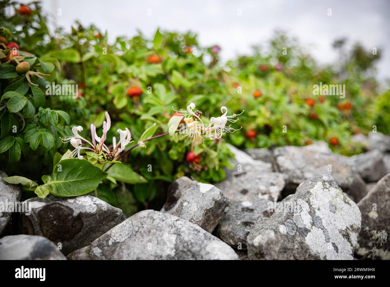 Ein Zweig aus Geißblatt, mit seiner exquisiten Geißblatt-Blume, die ins Rampenlicht rückt. Der Zweig erstreckt sich anmutig über wunderschön graue Steine Stockfoto