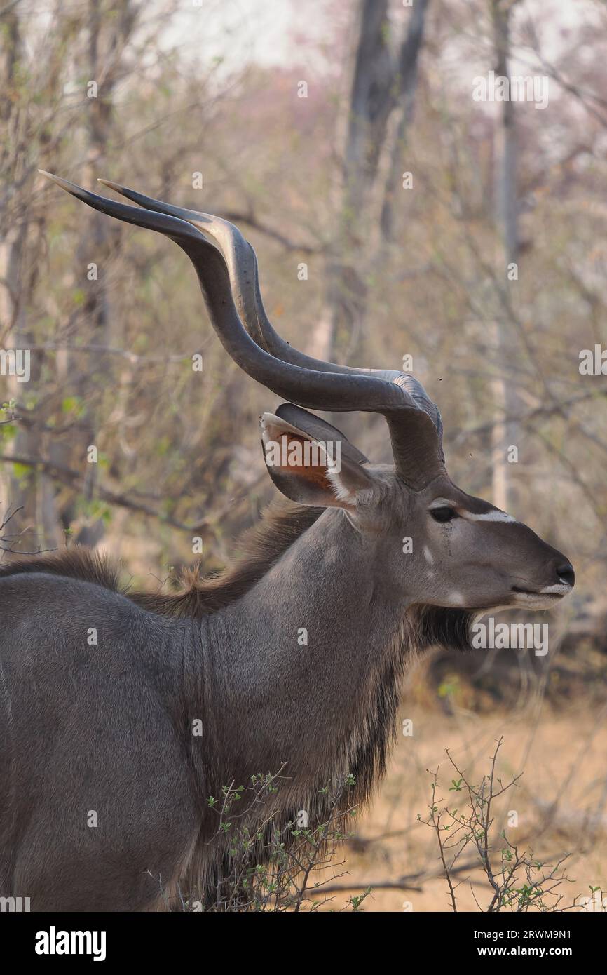 Großkudu sind eine sehr große Antilope, einige der Reifen Männchen haben massive Spiralhörner. Stockfoto