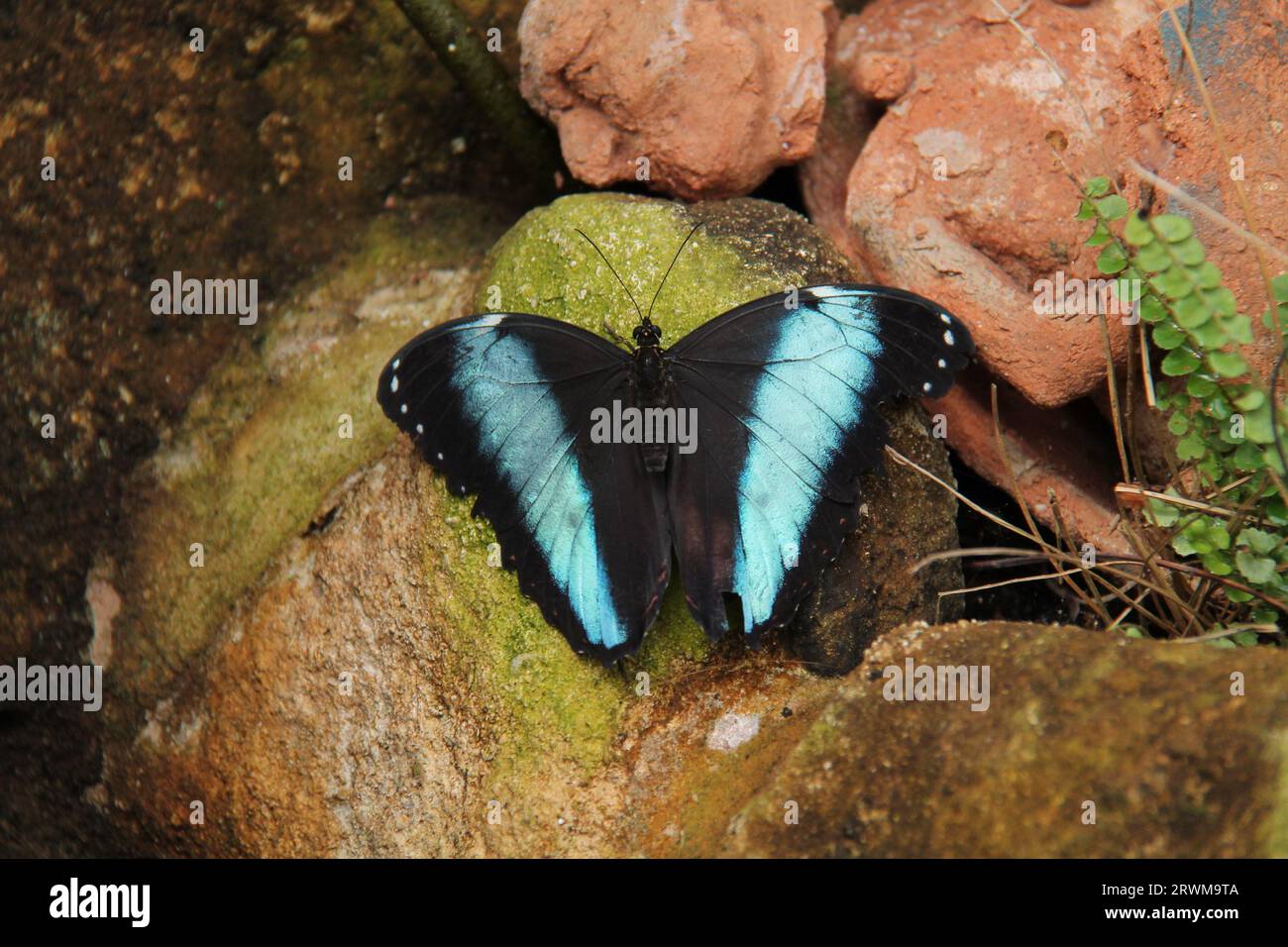 Ein Morpho-amerikanischer tropischer Schmetterling mit blauem Band. Stockfoto