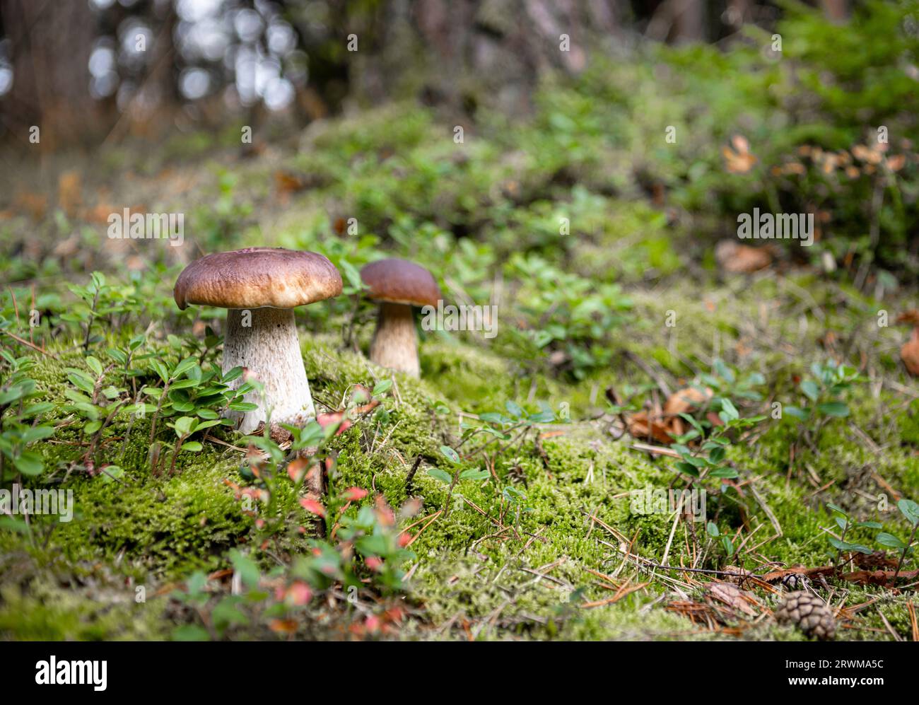 Zwei Porcini-Pilze, wissenschaftlich als „Boletus edulis“ bekannt, wachsen im Herbst zwischen üppigem grünem Moos und Gras auf dem Waldboden Stockfoto