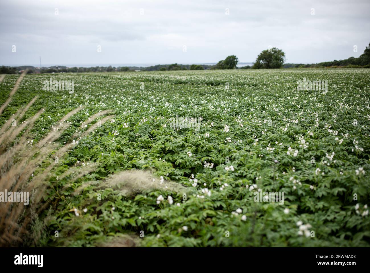 Fängt ein riesiges Kartoffelfeld mit blühenden grünen Kartoffelpflanzen ein, die mit zarten weißen Blüten verziert sind. Die Szene verkörpert die üppige Landwirtschaft A Stockfoto
