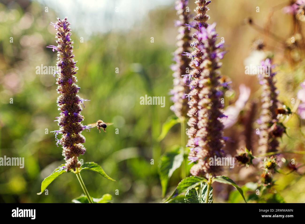 Agastache blüht im Sommergarten bei Sonnenuntergang. Duftendes Kraut wächst auf Blumenbeeten. Biene sammelt Nektar. Nahaufnahme violetter Spitzen Stockfoto