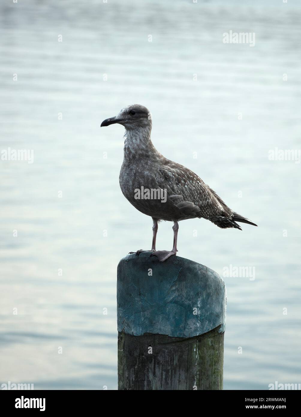 Seagull thront auf einem Pier. Stockfoto